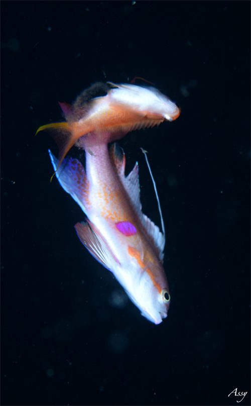 オオウミウマ若魚☆みなべ・田辺_e0158261_1154787.jpg