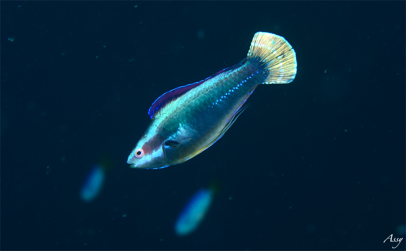 オオウミウマ若魚☆みなべ・田辺_e0158261_1155862.jpg