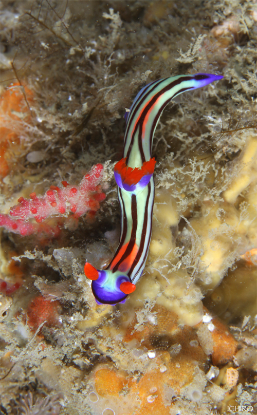 オオウミウマ若魚☆みなべ・田辺_e0158261_116260.jpg