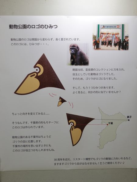 動物科学館～ゾウの骨格標本と小型サル展示室_c0081462_20463266.jpg