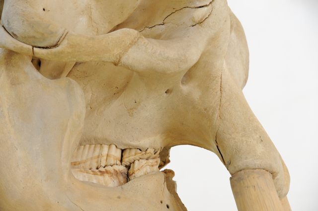 骨格標本　頭骨　ニホンザル　霊長類　スカル 骨格標本 頭骨 ニホンザル 霊長類 スカル - メルカリ