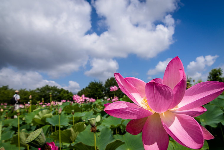 古代の彩花　Ⅲ_f0080076_1655469.jpg