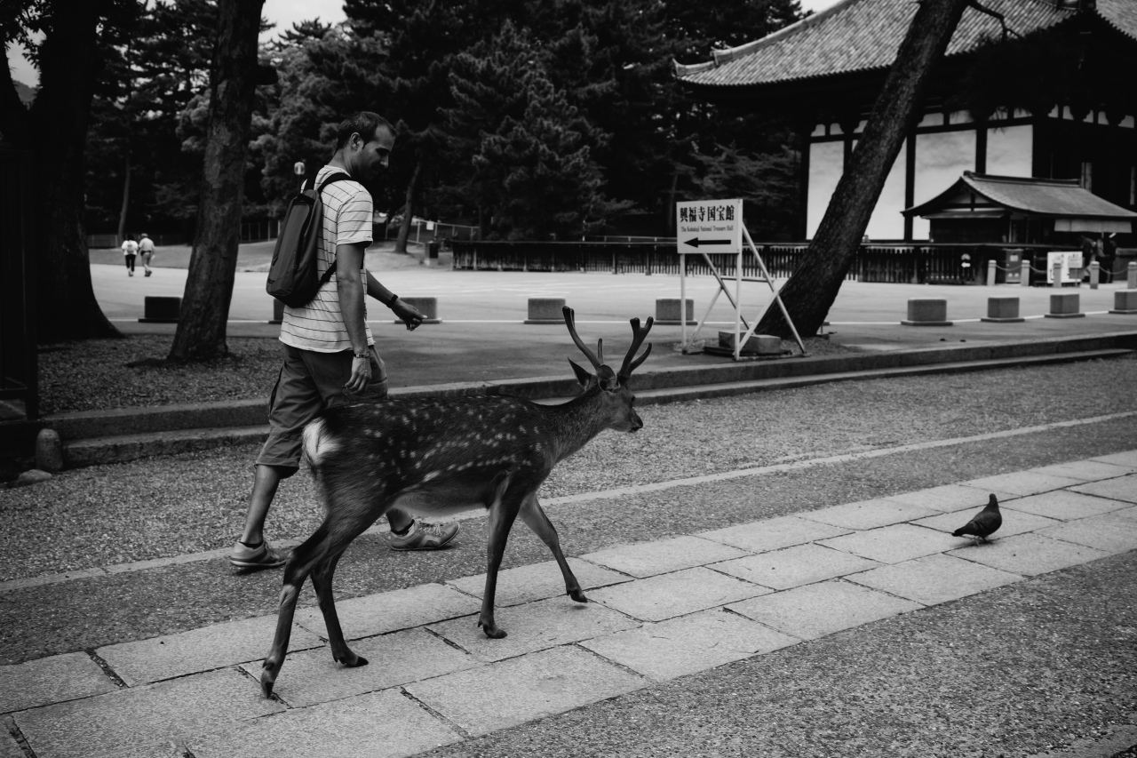 vol.223　Nara Park_b0346885_08120162.jpg