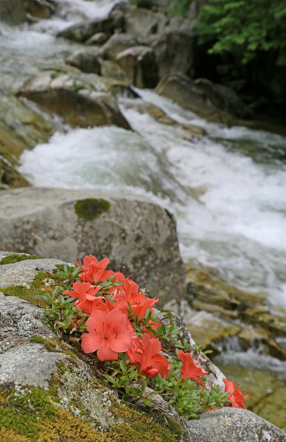 木曽路の花　その1_f0000789_8363490.jpg