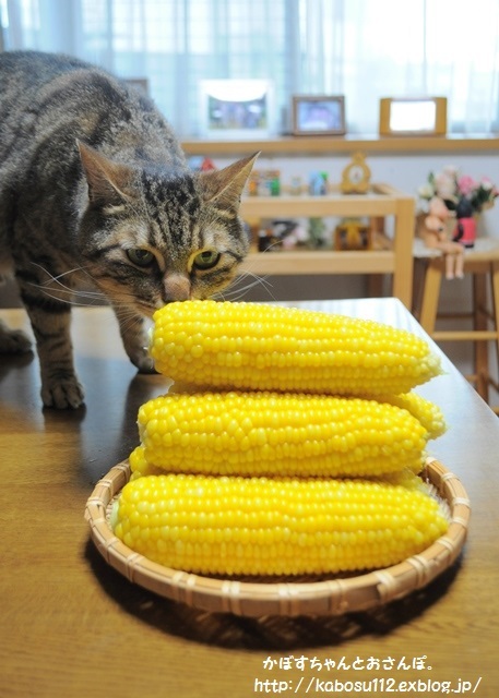 朝採りです_a0126590_05574716.jpg