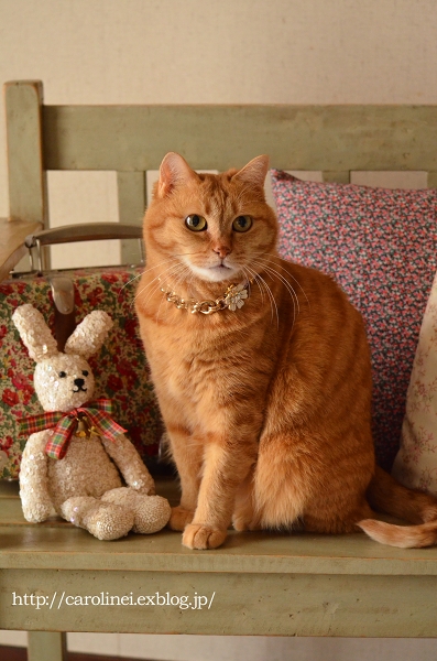 モデルも、楽じゃないのヨ　　Our Lovely Cat Apelila♪_d0025294_13112966.jpg