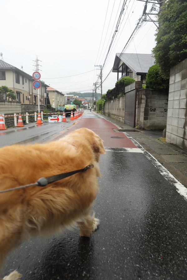 雨の日の水牛さん♪_b0275998_11351914.jpg