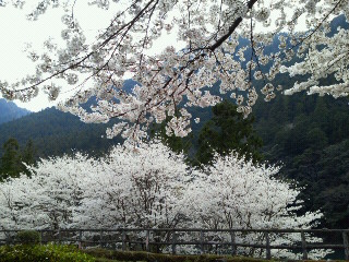 ☆彡　～　♡　♡　　桜の思い出　・・　(^O^)　♡　♡　～　♪_c0272200_1446465.jpg