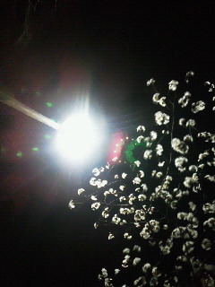 c0272200_1562929.jpg