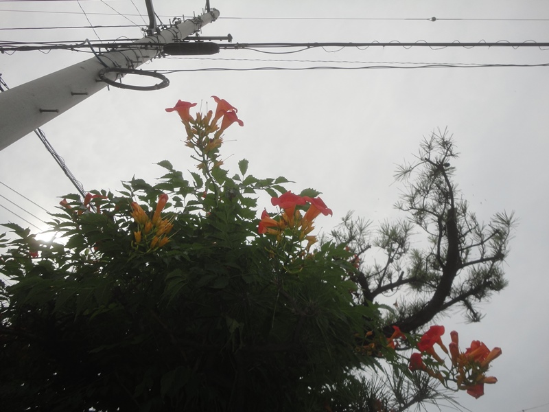 ねむの花、ノウゼンカズラとアプチロン…2015/7/3　_f0231709_9413094.jpg