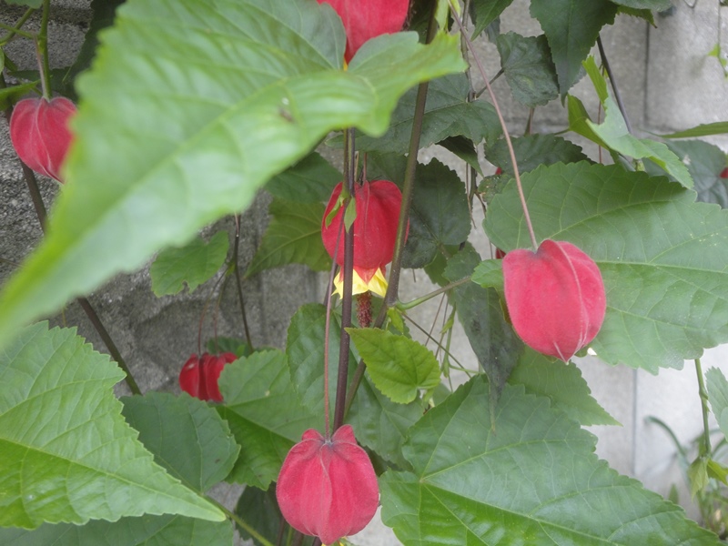 ねむの花、ノウゼンカズラとアプチロン…2015/7/3　_f0231709_9431393.jpg