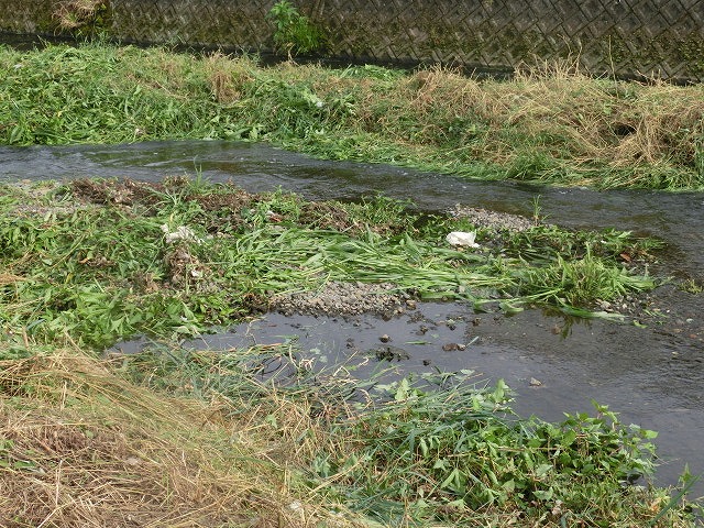 ボランティアの草刈りでは対応不可 上流から流れ込む小潤井川の土砂堆積_f0141310_7544118.jpg
