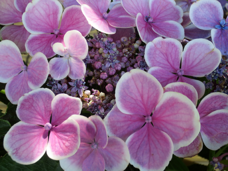 ■伯父さんの、伊勢参りならぬ紫陽花詣で──名古屋・伊勢へ_d0190217_19554350.jpg