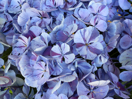 ■伯父さんの、伊勢参りならぬ紫陽花詣で──名古屋・伊勢へ_d0190217_19561072.jpg