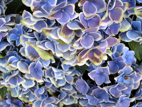 ■伯父さんの、伊勢参りならぬ紫陽花詣で──名古屋・伊勢へ_d0190217_19564060.jpg