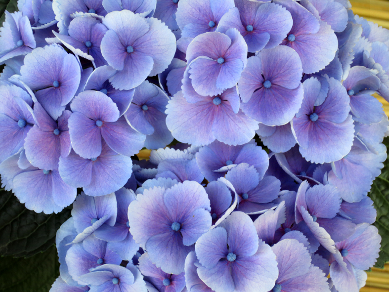 ■伯父さんの、伊勢参りならぬ紫陽花詣で──名古屋・伊勢へ_d0190217_1957182.jpg