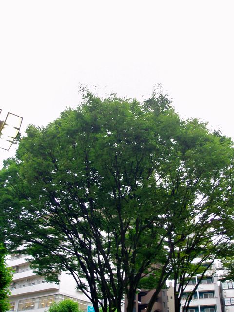 a0136725_485194.jpg