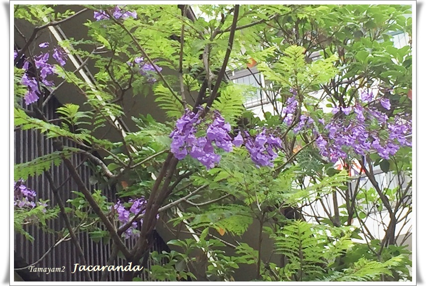 735 ジャカランダの花 ｙａｍｙａｍ町一丁目