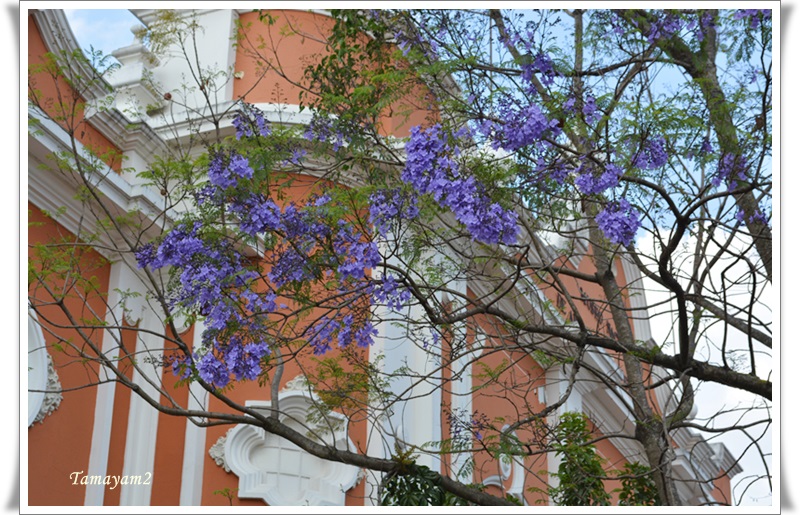 735 ジャカランダの花 ｙａｍｙａｍ町一丁目