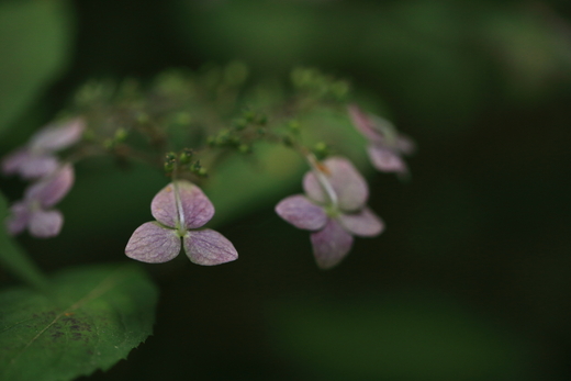 おおもと花明山植物園3_e0311229_21413462.jpg