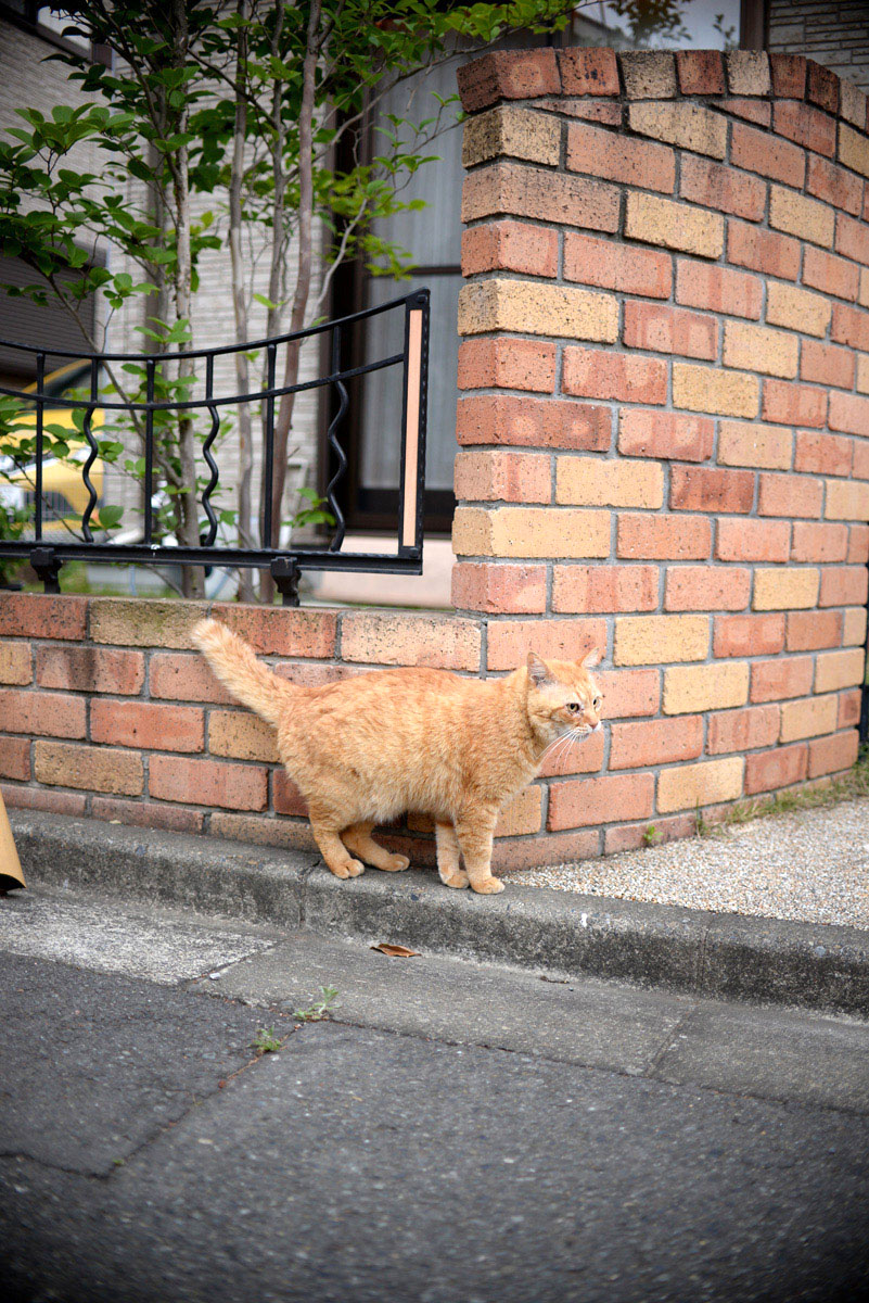 今日の猫ちゃん　by himawari_b0142435_2251537.jpg