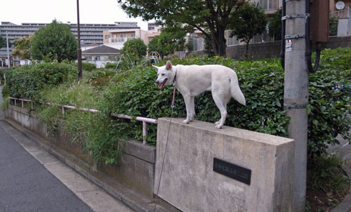 Vol.892 西寺尾蕪谷第二公園_a0117039_23423930.jpg