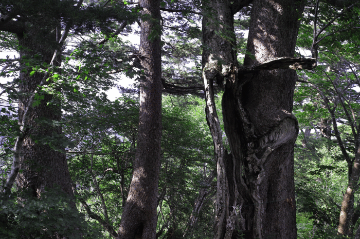d0237340_14054511.gif