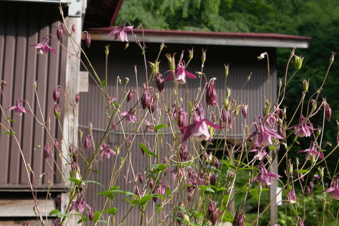 d0237340_17280098.gif