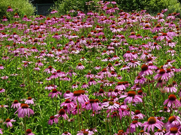 和泉リサイクル環境公園の花_b0299042_2148594.jpg