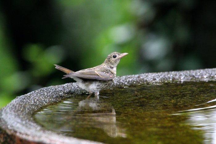 2015.7.2 いのちをつなぐ鳥たち・権現山・キビタキ他（The birds to support life）_c0269342_08422182.jpg