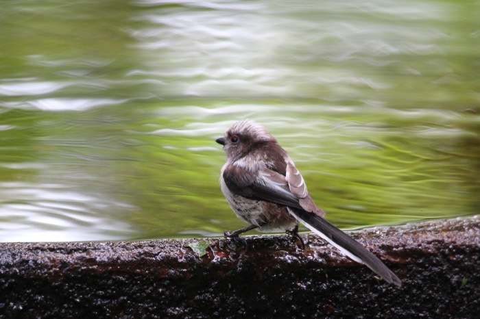 2015.7.2 いのちをつなぐ鳥たち・権現山・キビタキ他（The birds to support life）_c0269342_08525287.jpg