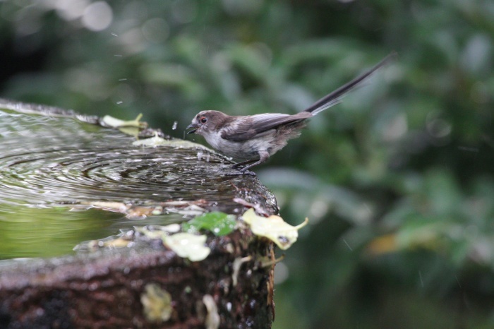 2015.7.2 いのちをつなぐ鳥たち・権現山・キビタキ他（The birds to support life）_c0269342_08542763.jpg