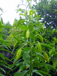 e0080346_1481791.jpg