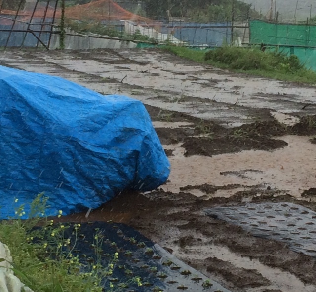 大雨警報発令 今までで一番雨に打たれました トラクターシューズの中まで雨が入ってきた_c0222448_11265040.jpg
