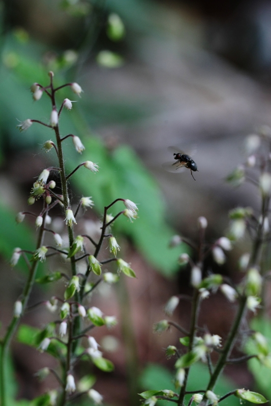 ６月の花2015_b0144049_14525793.jpg