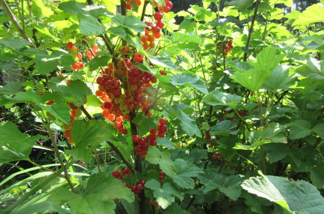 b0247153_21471437.jpg
