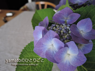 紫陽花と作り置き - yamatoのひとりごと