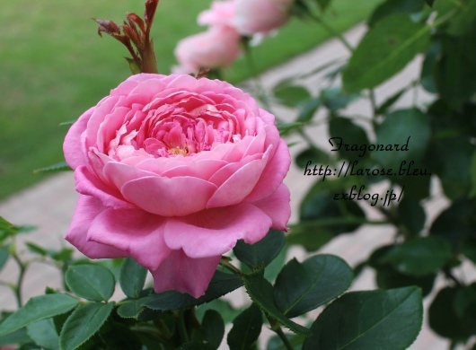フラゴナール の二番花 La Rose 薔薇の庭