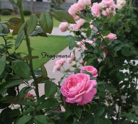 フラゴナール の二番花 La Rose 薔薇の庭