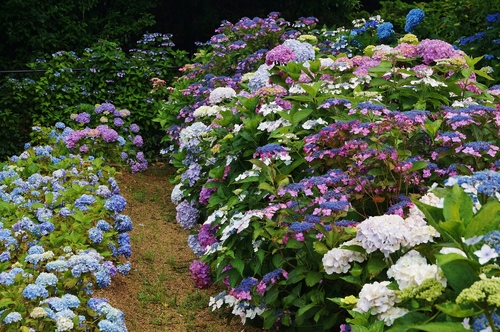 神戸市立森林植物園 １ 北苗畑の紫陽花 たんぶーらんの戯言