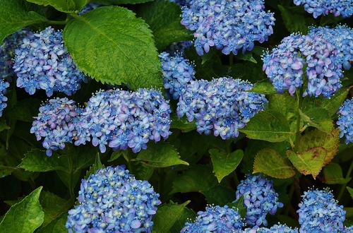 神戸市立森林植物園 1 北苗畑の紫陽花 たんぶーらんの戯言 神戸市立森林植物園 1 北苗畑の紫陽花 たんぶーらんの戯言