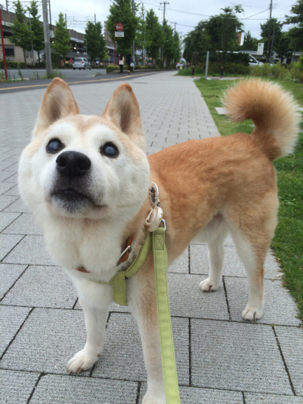 老犬走る 銀柴 高齢柴犬と犬グッズ制作のブログ 犬の止まり木