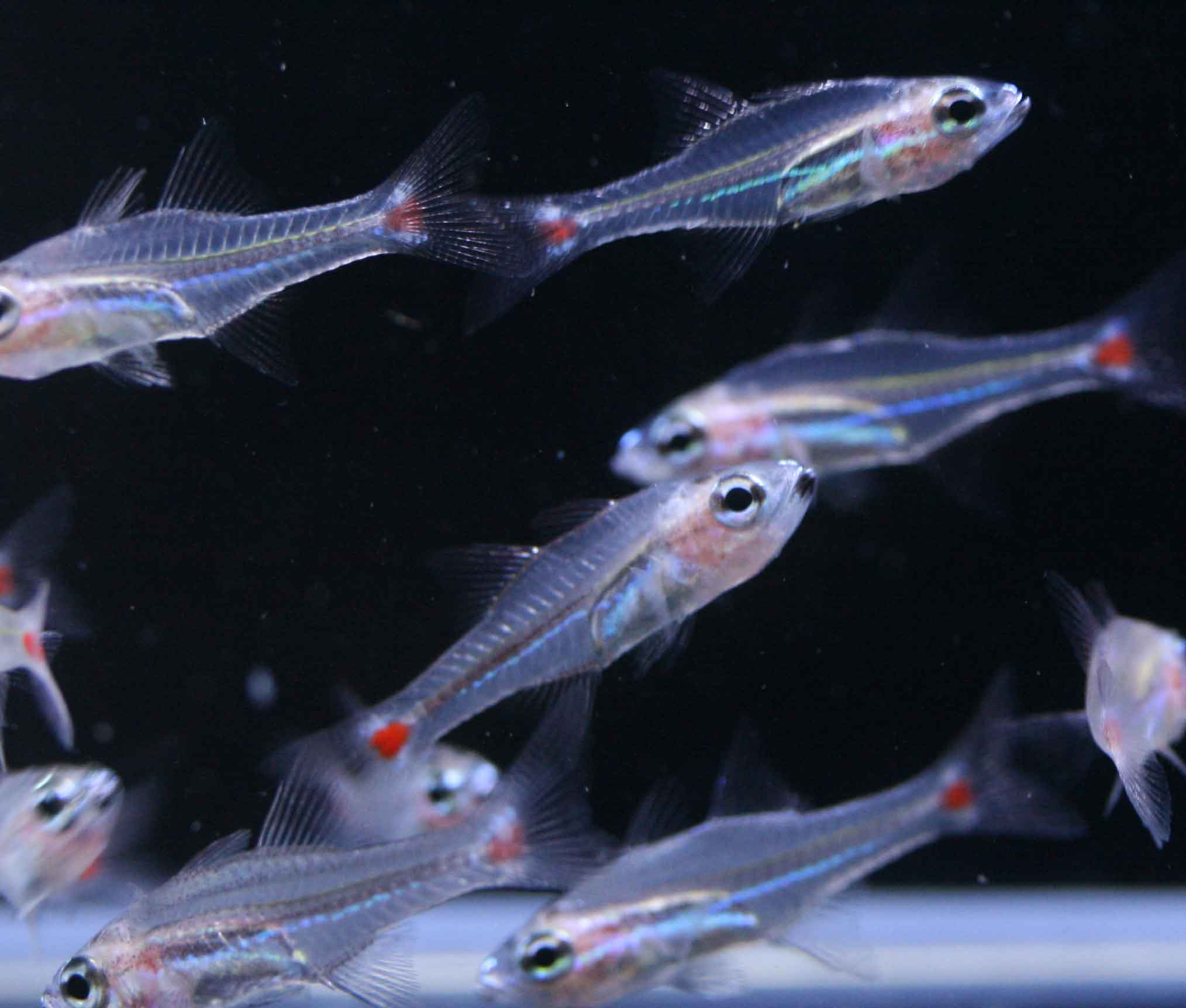 すごい雨ですが ビーボックスアクアリウム松戸店 海水魚 サンゴ情報 すごい雨ですが ビーボックスアクアリウム松戸店 海水魚 サンゴ情報