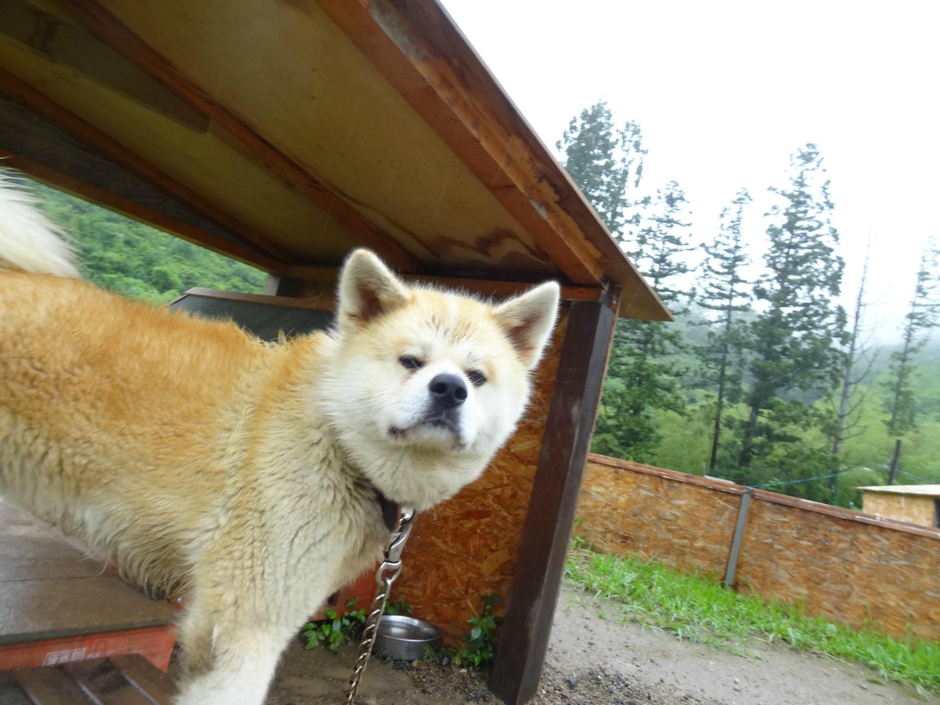 大きい犬たち 呟羊社 大きい犬たち 呟羊社