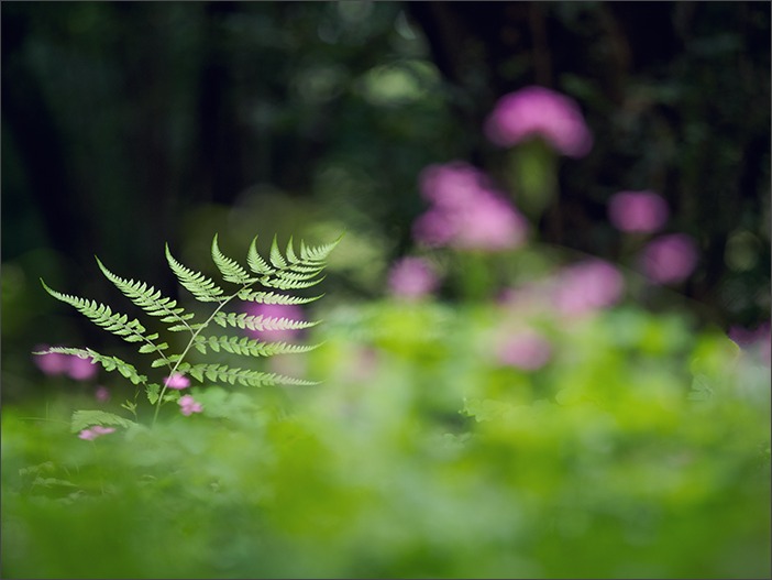 神代植物園~梅雨の晴れ間に~_a0161380_1122443.jpg