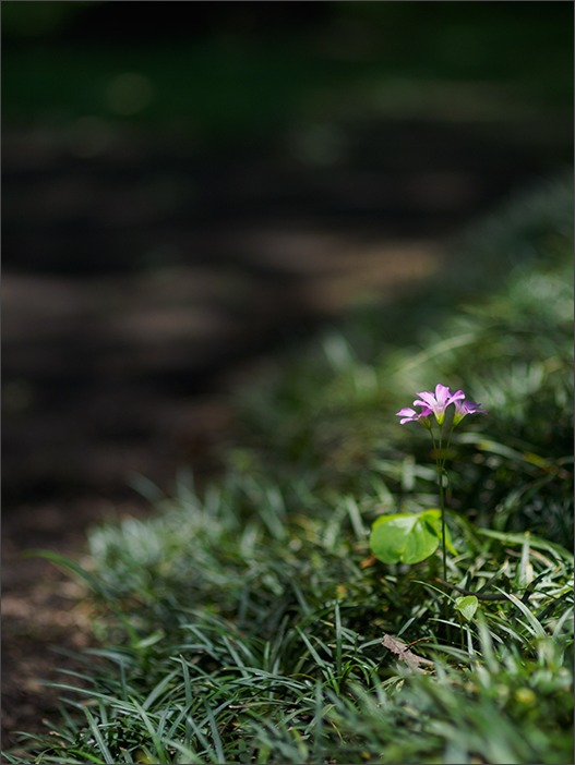 神代植物園~梅雨の晴れ間に~_a0161380_11501172.jpg