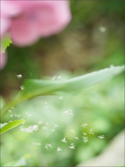 神代植物園~梅雨の晴れ間に~_a0161380_1153827.jpg