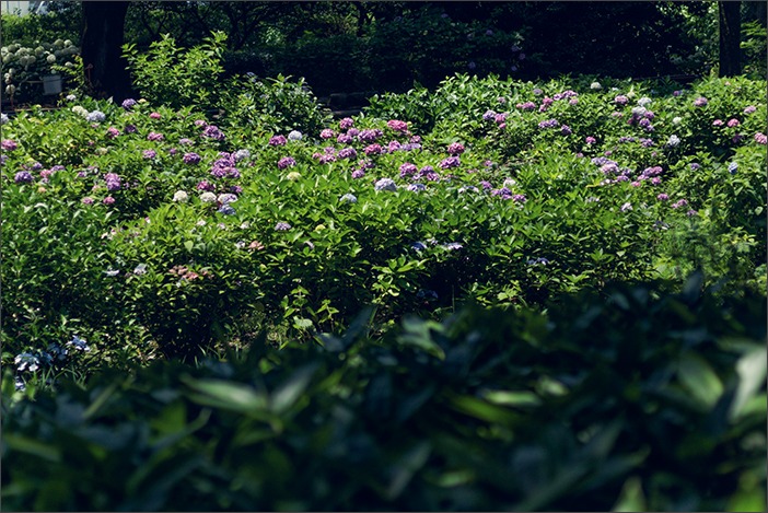 神代植物園~梅雨の晴れ間に~_a0161380_11571637.jpg