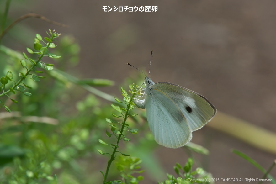 モンシロチョウの産卵など 6月下旬 探蝶逍遥記 モンシロチョウの産卵など 6月下旬 探蝶逍遥記