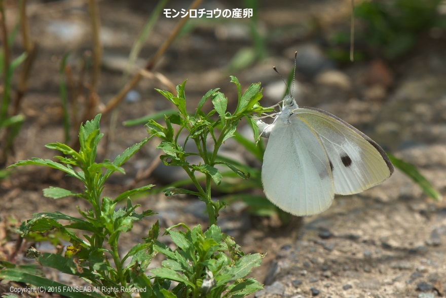 モンシロチョウの産卵など 6月下旬 探蝶逍遥記 モンシロチョウの産卵など 6月下旬 探蝶逍遥記